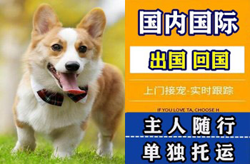 佛山市宠物托运公司佛山市宠物托运公司佛山市宠物托运公司